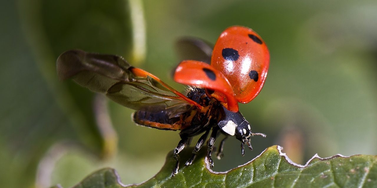 images_ladybug-743562_1280