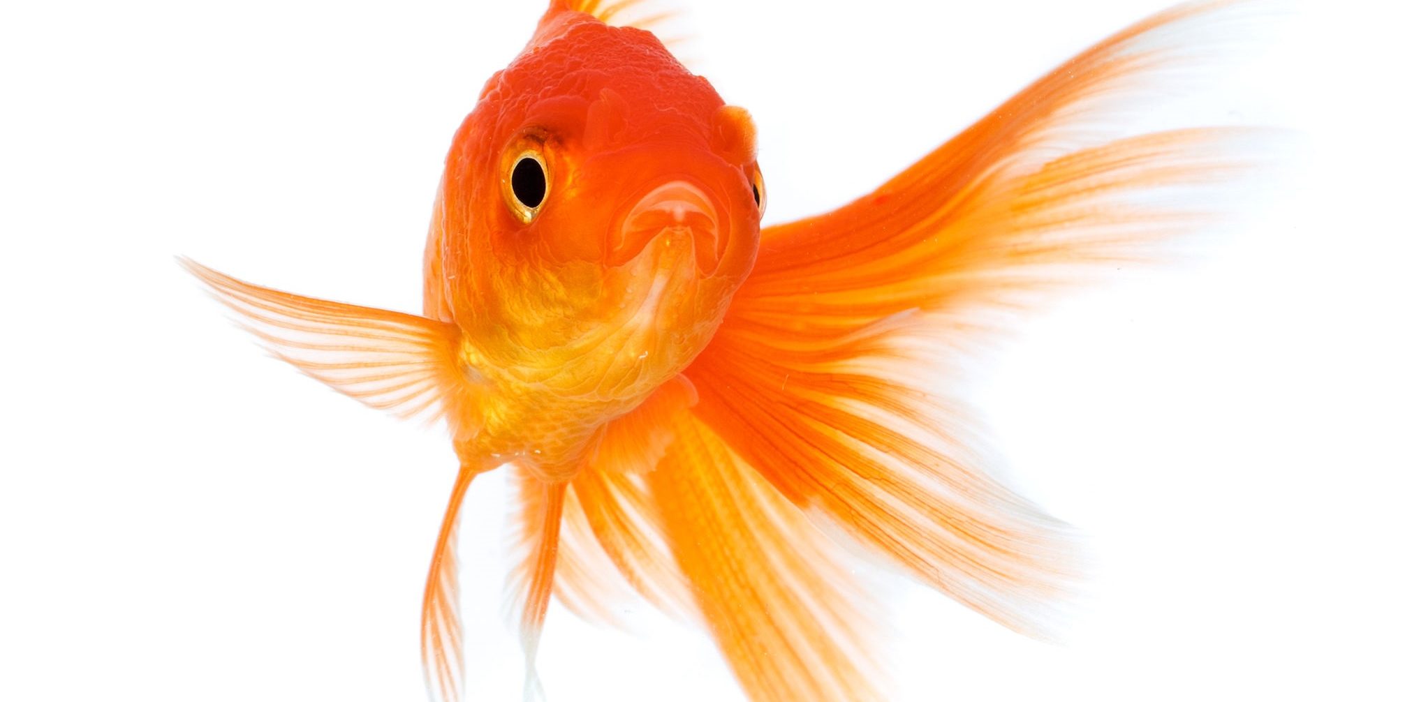 images_poisson-rouge27636268_l